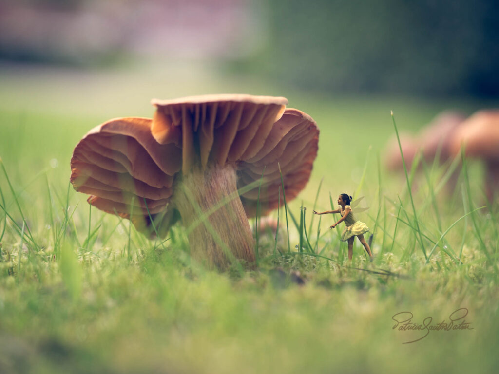 Fantasy world of mushrooms_Patis Paton