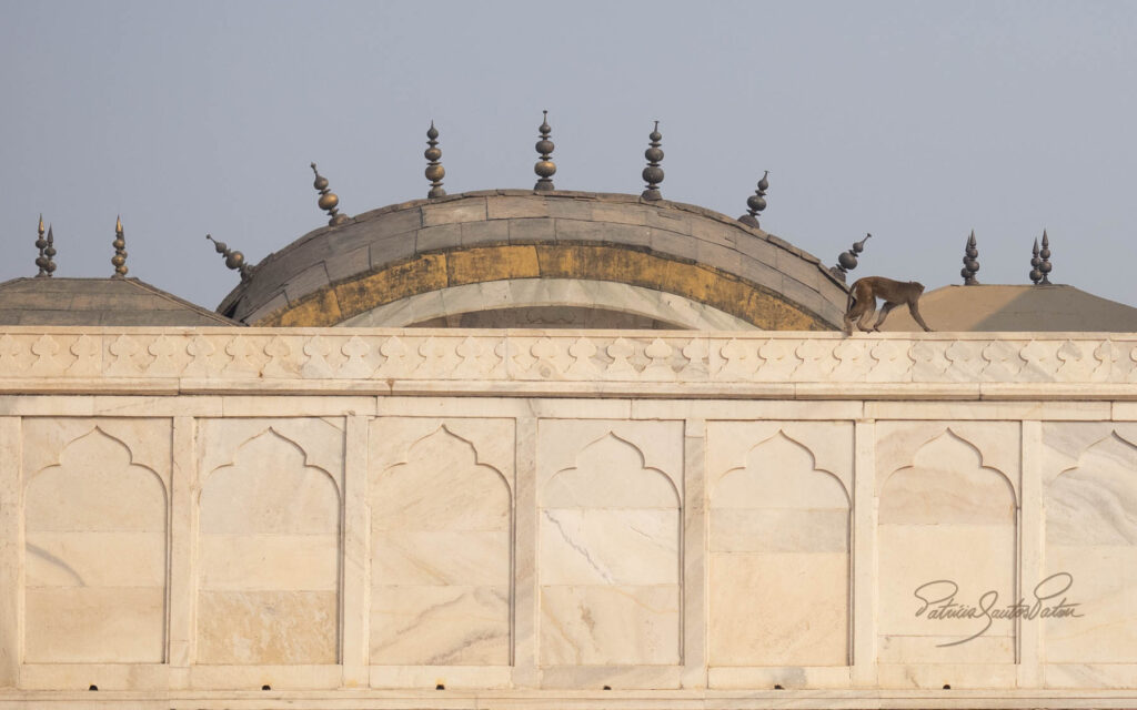 A wall, a roof and a monkey_Patis Paton