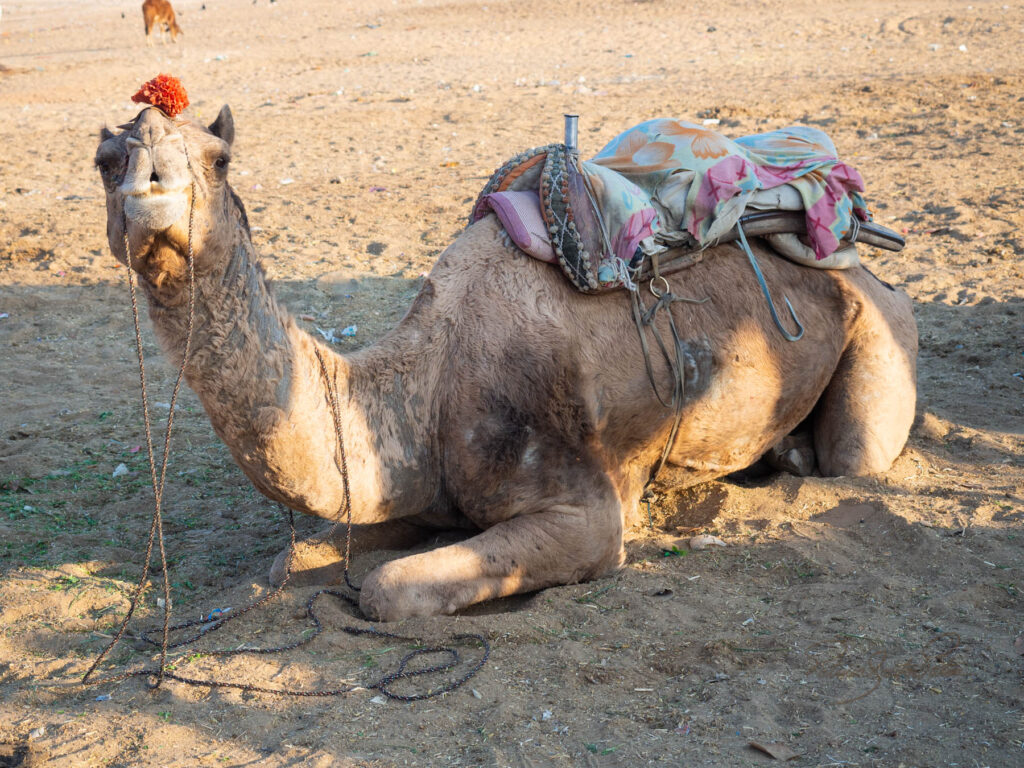 Lazy camel in Pushcar