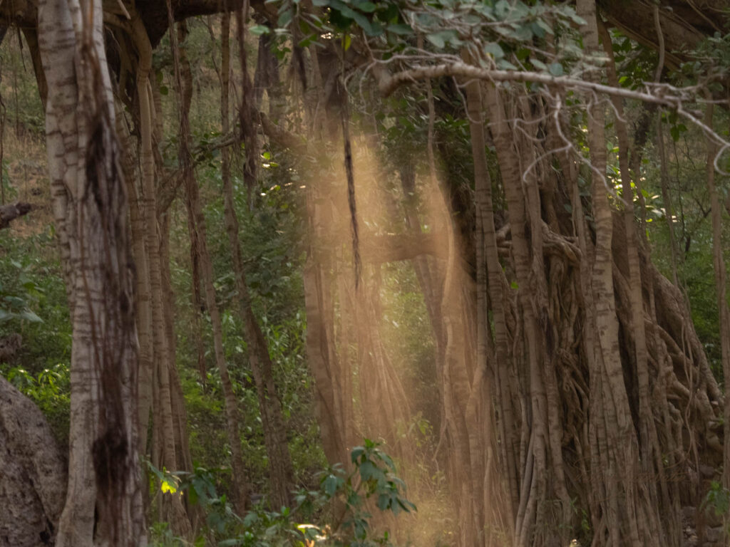 Wood of Ranthambore