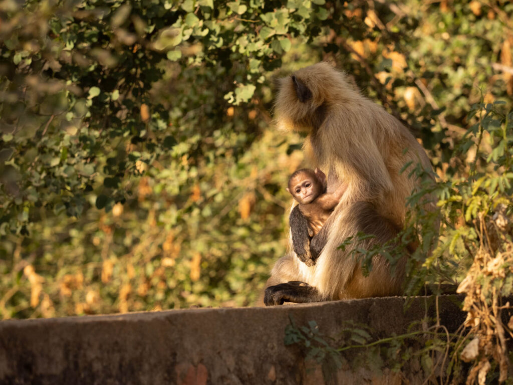 Mother and offspring monkey in Ranthambore