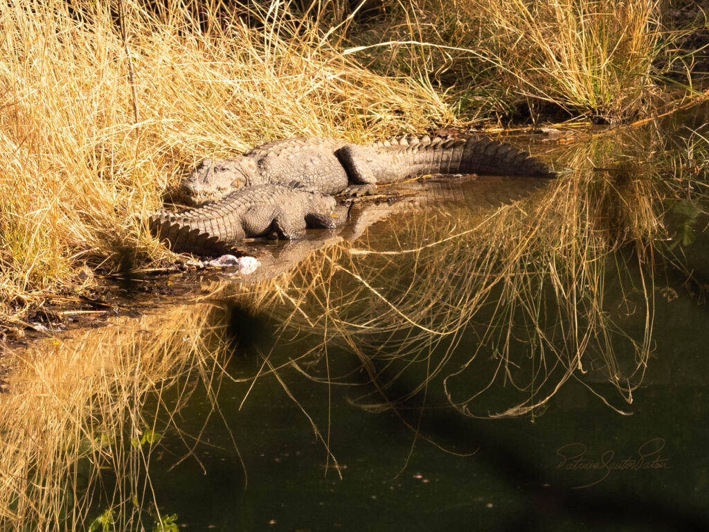 Alligators in Ranthambore reserve