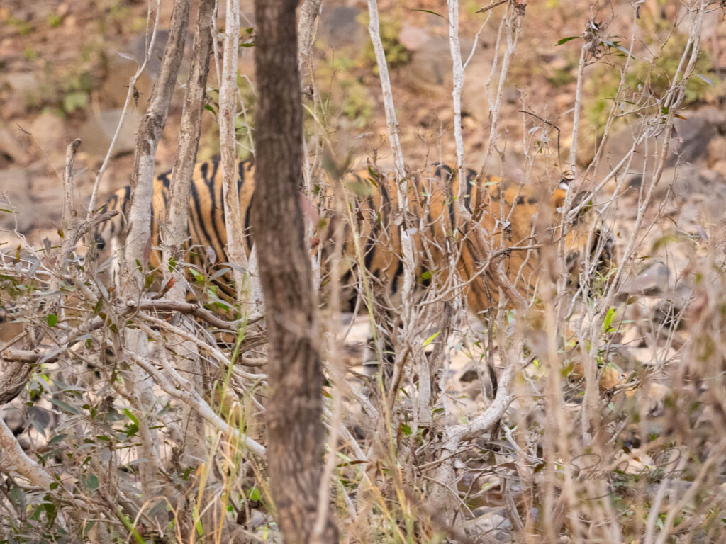 Tiger in Ranthambore