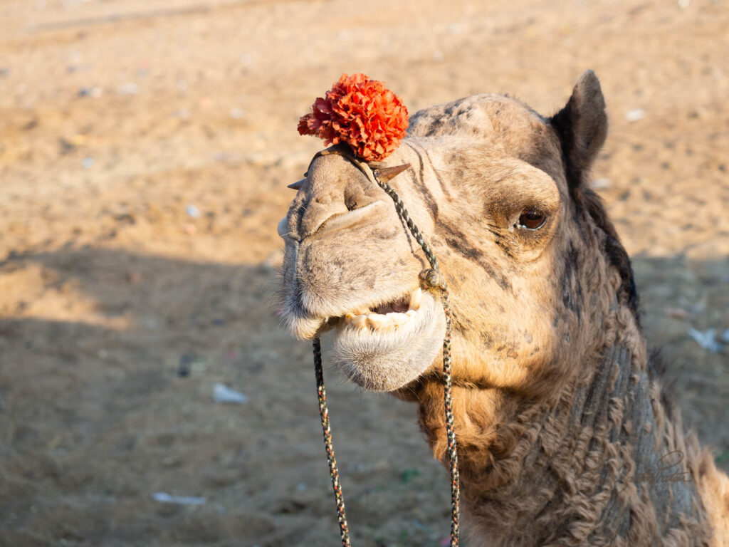 Pushcar camel