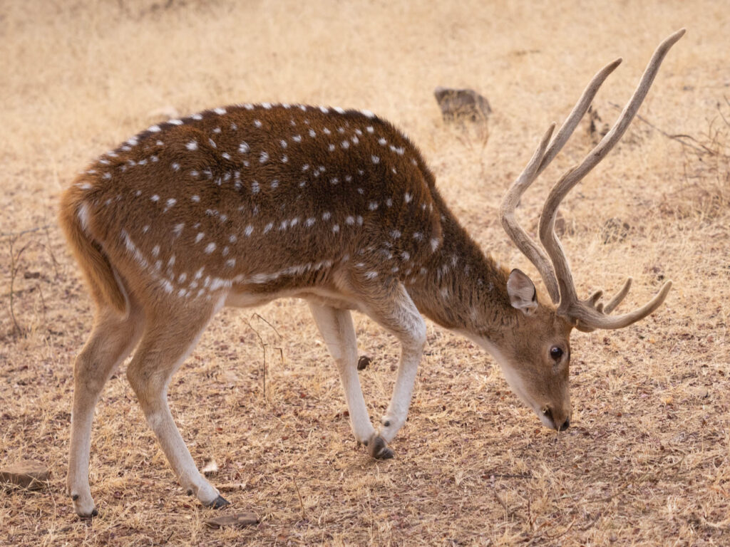 Ranthambore reserve and a chital