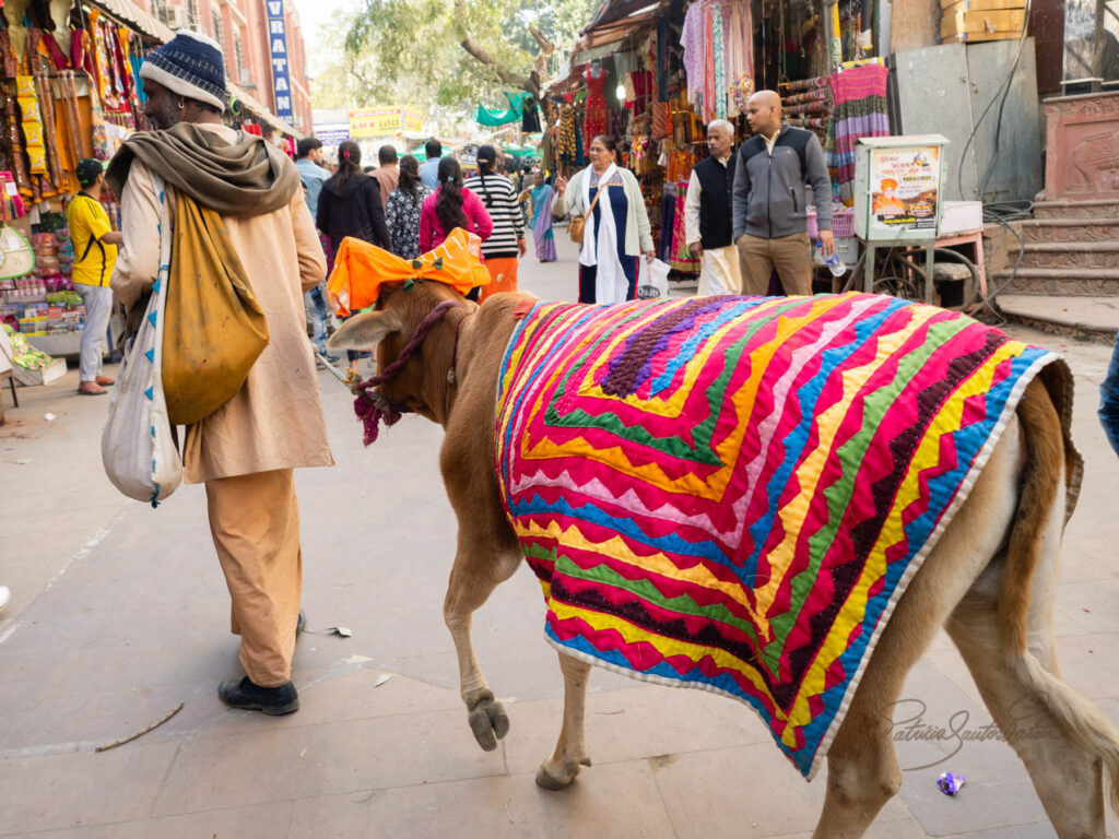 streets of India, man with his cow