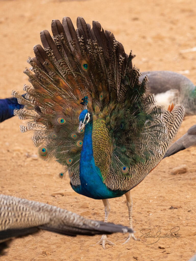 Peacock in Ranthambore reserve