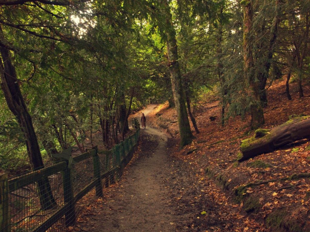 mystery of woods depicted with a path amid a forest with halloween elements