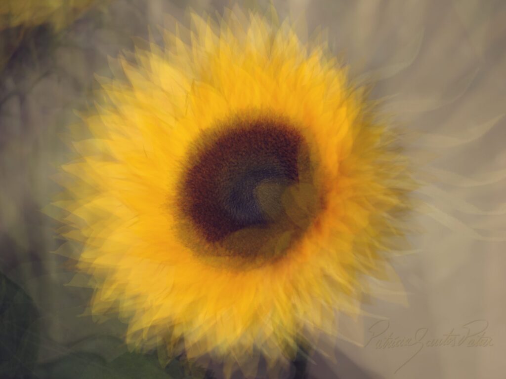 softens of a sunflower using multiple exposure