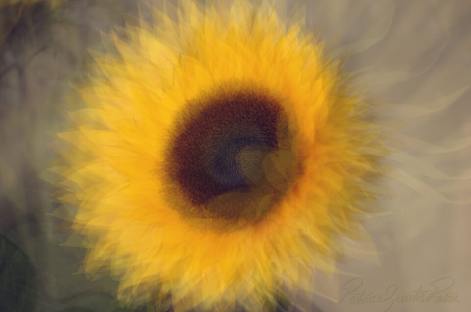 softens of a sunflower using multiple exposure