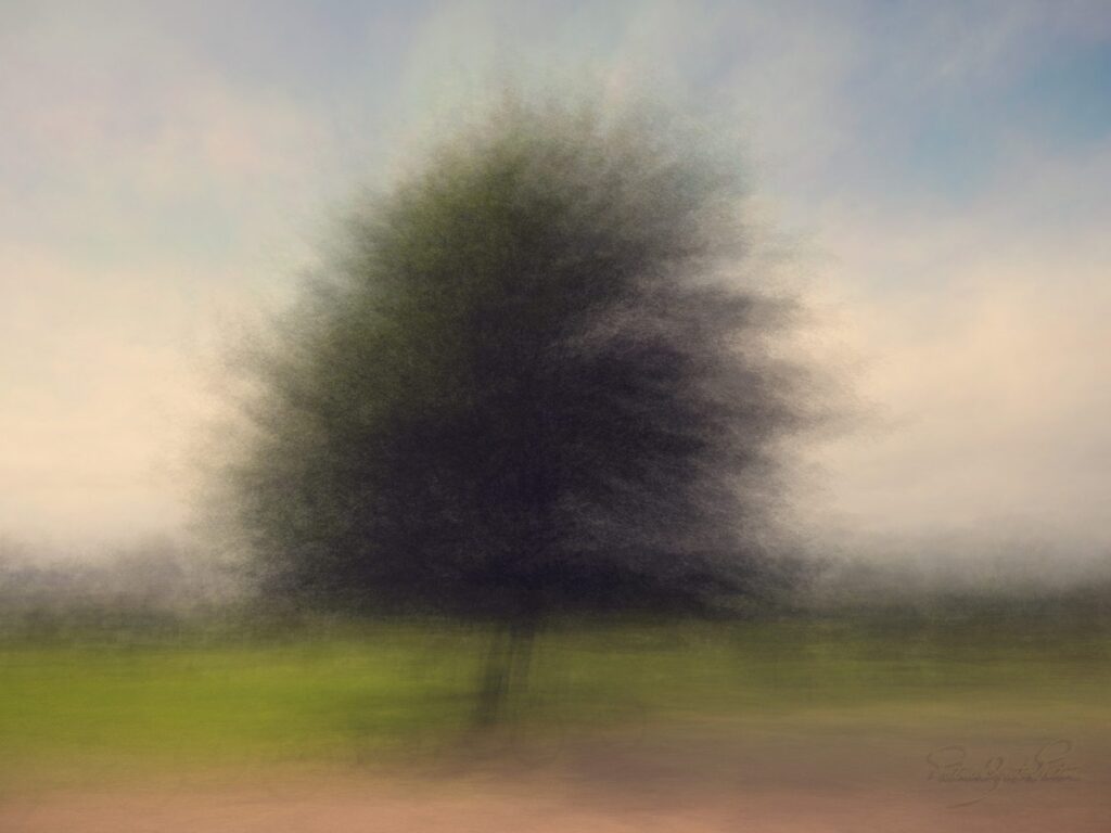 multiple exposure of a tree