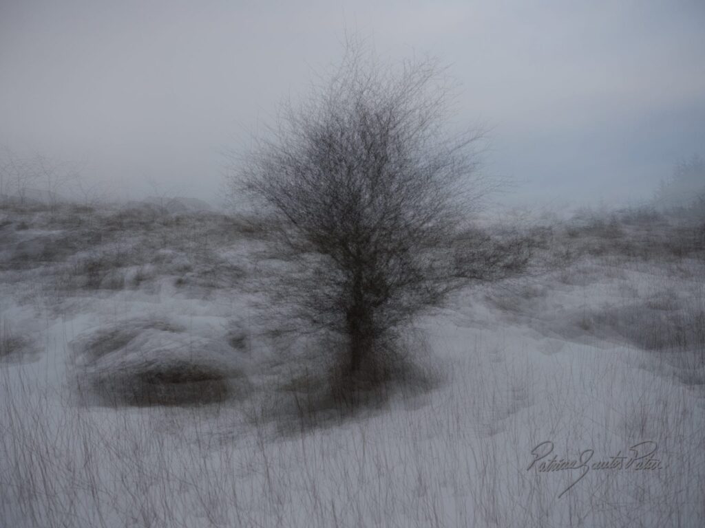 A motion blur of a tree in winter