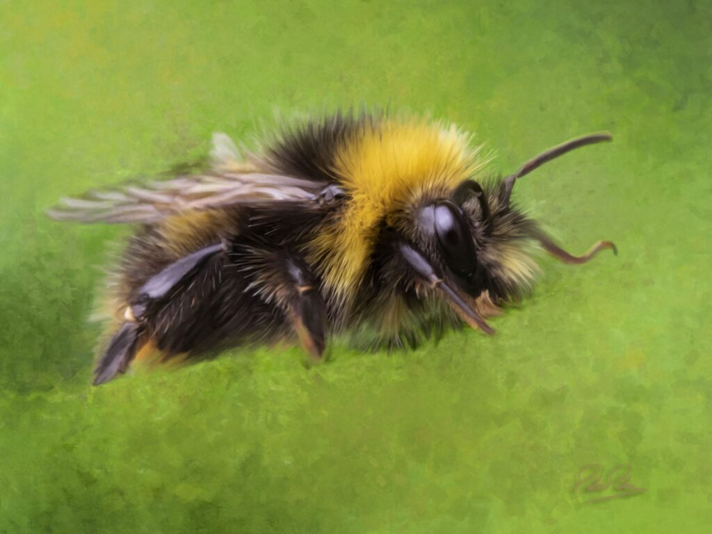 Hand rendered painting of a bee