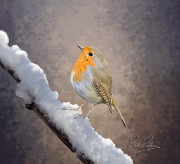 robin hand-rendered painted on a branch with snow