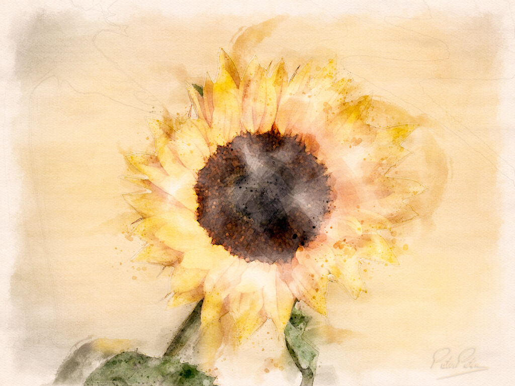 Ukraine sunflower in watercolour.